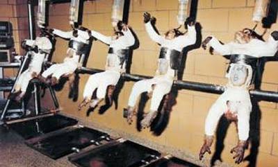 Sperimentazione Cavie Animali: Un Massacro!